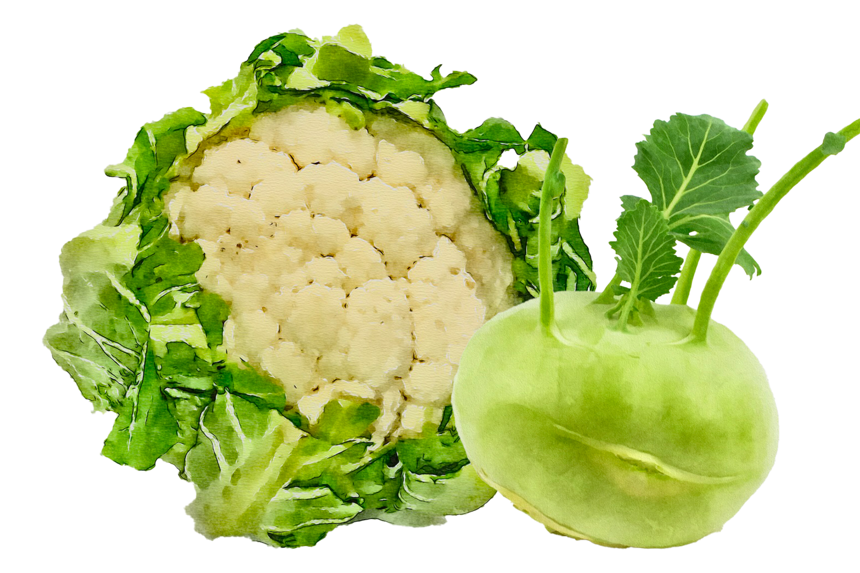 Kohl und Kohlrabi - Veggie-Sisters